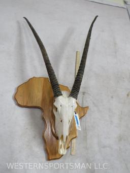 Really Nice Gemsbok Skull on Arica Shaped Plaque TAXIDERMY