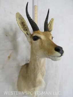 Reedbuck Sh Mt TAXIDERMY