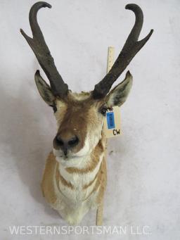 Pronghorn Sh Mt TAXIDERMY