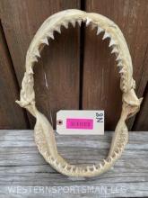 Big vintage set of Shark jaws , 11 inches x 11 inches ,,, lots of really Sharp teeth! Awesome, nauti