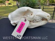 Alaska Grizzly Bear skull, with cities tag attached, All teeth, nasal turbines intact,