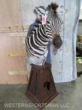 Very Nice Zebra Pedestal TAXIDERMY