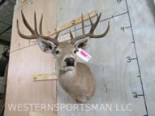 24.4" Spread 10Pt Whitetail Sh Mt TAXIDERMY