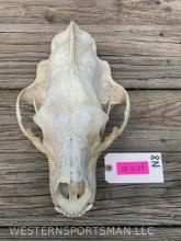 Huge B&C Black Bear skull 13 inches long X 8 inches wide 21 inch skull. All but a couple of very sma