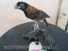 Chestnut & Black Weaver Bird on Limb TAXIDERMY