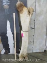 African Elephant Leg Bone *TX RES ONLY* -Has repair TAXIDERMY