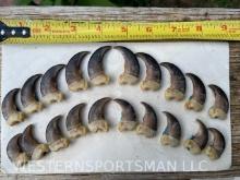 20 Black Bear claws, a complete set = All from the same bear , 10 fronts and 10 rears one money $$
