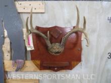 Vintage Whitetail Rack on Plaque TAXIDERMY