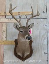 Nice 8pt whitetail sh mount on plaque TAXIDERMY