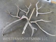 5 Pere David Antlers (ONE$) TAXIDERMY