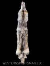 Huge,soft tanned , Beautiful Wolf hide, Fur ,skin 79 inches long X 12 to 24 inches wide! Great taxid