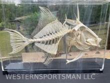 Really cool looking articulated Skeleton of a Trigger fish in a display case 19 inches long x 13 inc