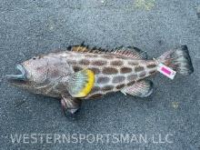 Huge , REAL SKIN, Yellowfin Grouper Fish mount beautiful taxidermy, a whopping 47 inches long!! Grea
