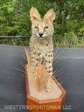 African Serval Cat , on natural base , 33 inches long x 11 1/2 inches wide, x 26 inches tall, Beauti