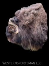 Musk Ox Shoulder mount, with Big Horns.. 4 feet tall, 35 inches out from the wall, horns are 24 inch