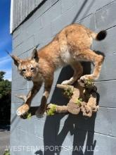 Rare, X-Large, Siberian Lynx, New, taxidermy mount . Hangs on the wall, 30 inches long X 30 inches t