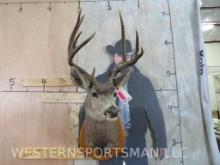 WHITETAIL SH MT W/LONG TINES ON PLAQUE TAXIDERMY