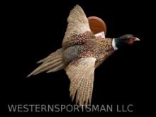 Beautiful, flying Ringneck Pheasant, taxidermy mount . Bird is 31 inches long x 25 inches wide and 1
