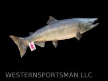 large Steelhead Salmon, real skin fish mount , 41 inches long x 12 inches wide. Awesome, man cave ta