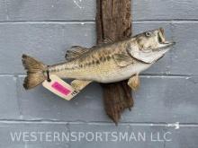 Real skin , Largemouth Bass fish , taxidermy mount on a wood display, fish, is 19 1/2 inches long an
