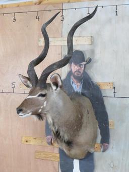 Kudu Sh Mt TAXIDERMY