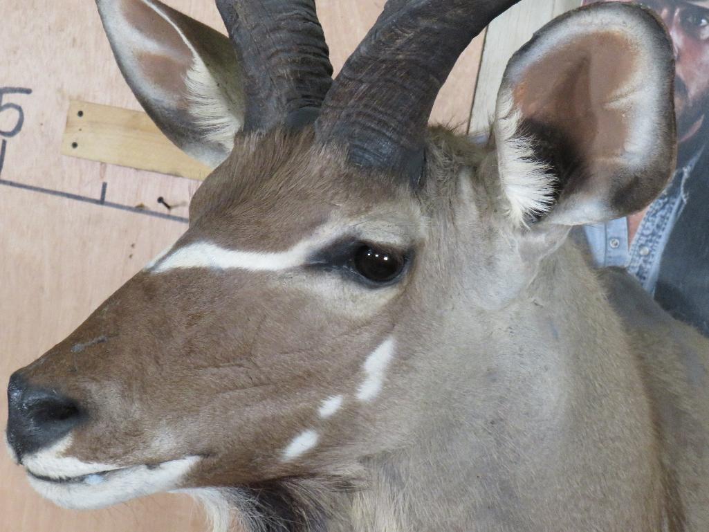 Kudu Sh Mt TAXIDERMY