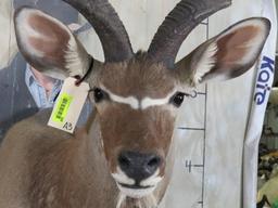 Kudu Sh Mt TAXIDERMY