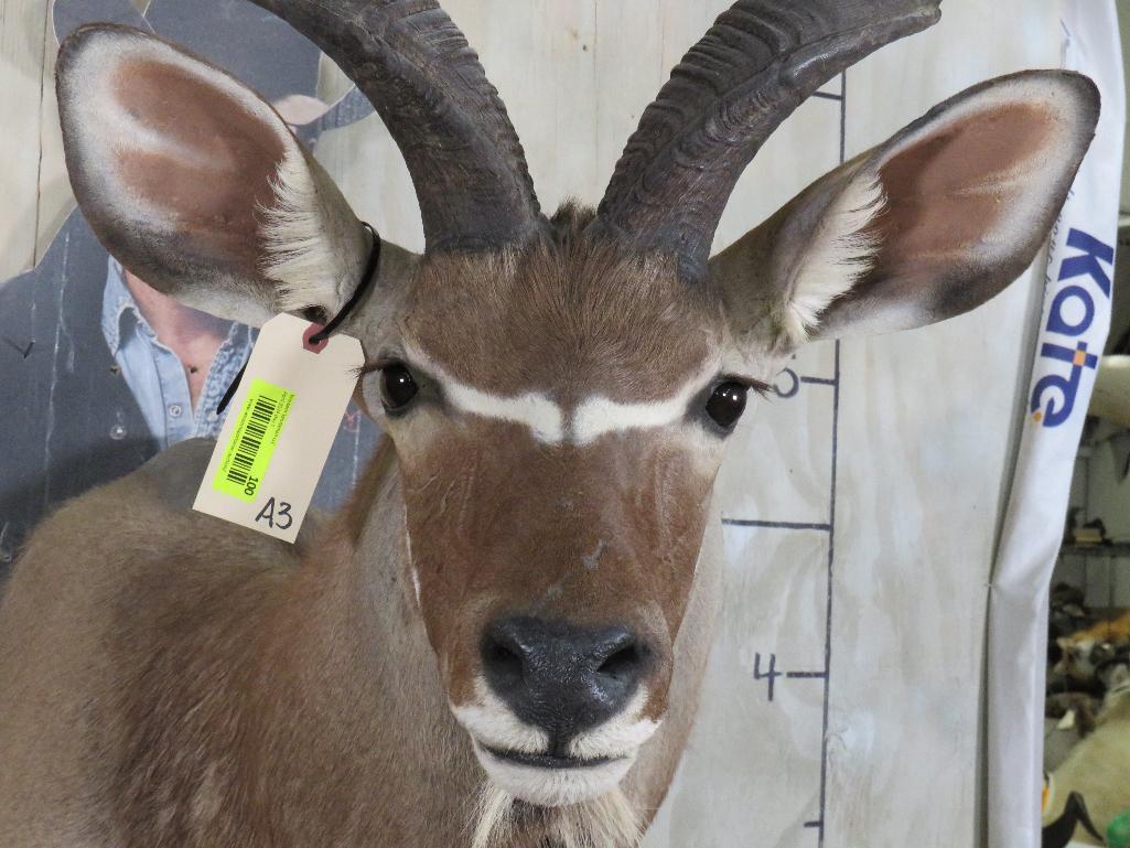 Kudu Sh Mt TAXIDERMY