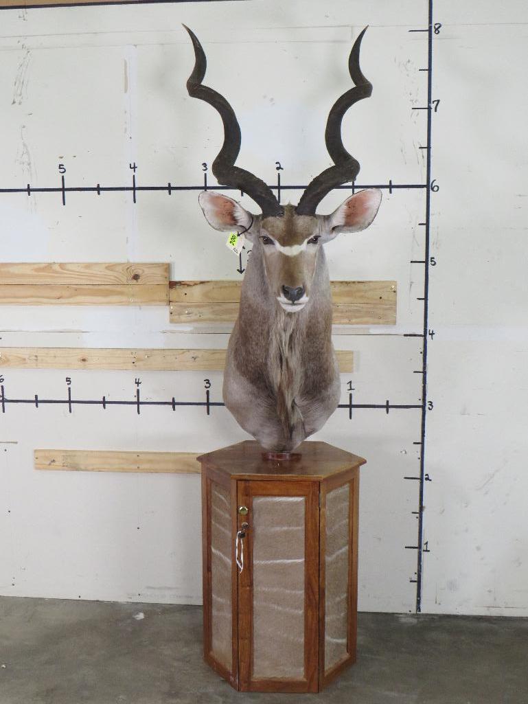 Nice Kudu Pedestal w/Kudu Hide on Pedestal & Locking Storage Area TAXIDERMY