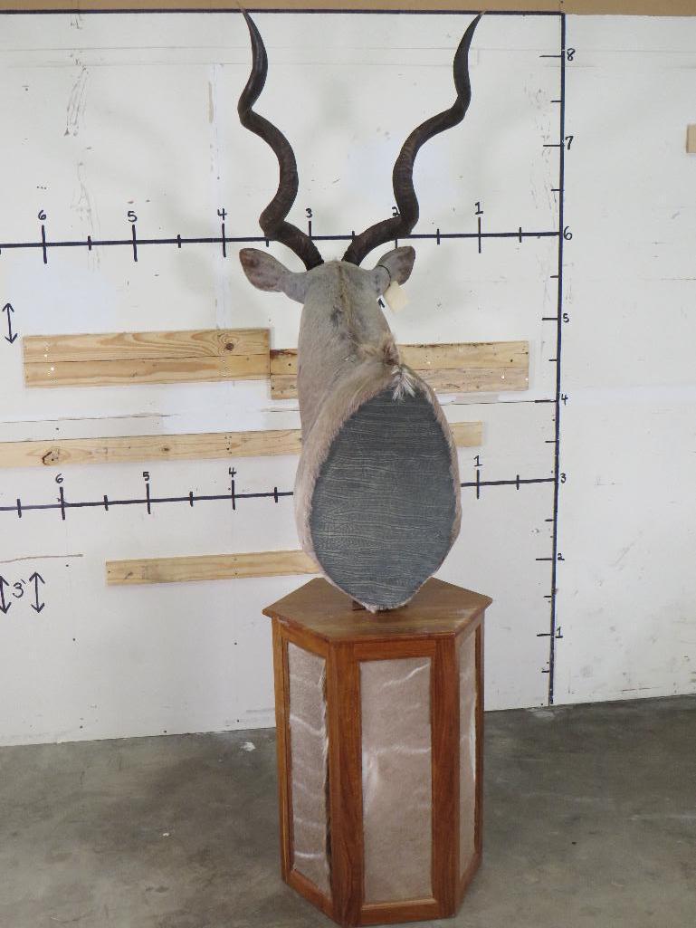 Nice Kudu Pedestal w/Kudu Hide on Pedestal & Locking Storage Area TAXIDERMY