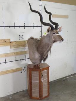 Nice Kudu Pedestal w/Kudu Hide on Pedestal & Locking Storage Area TAXIDERMY