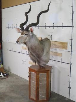 Nice Kudu Pedestal w/Kudu Hide on Pedestal & Locking Storage Area TAXIDERMY