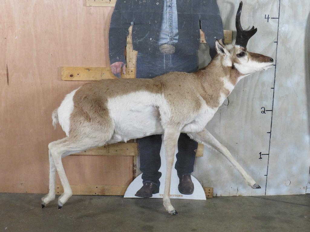 Lifesize Pronghorn *No Base* TAXIDERMY