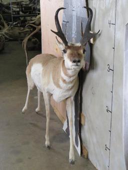 Lifesize Pronghorn *No Base* TAXIDERMY