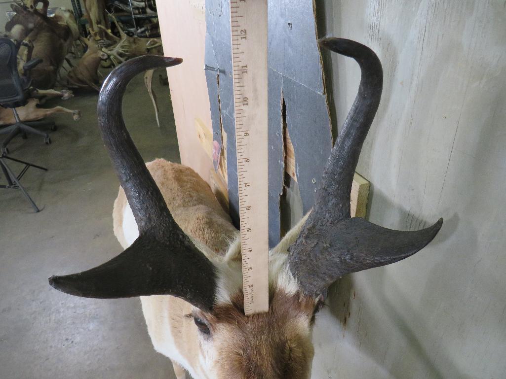 Lifesize Pronghorn *No Base* TAXIDERMY