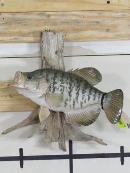 Real Skin Crappie on Natural Wood TAXIDERMY