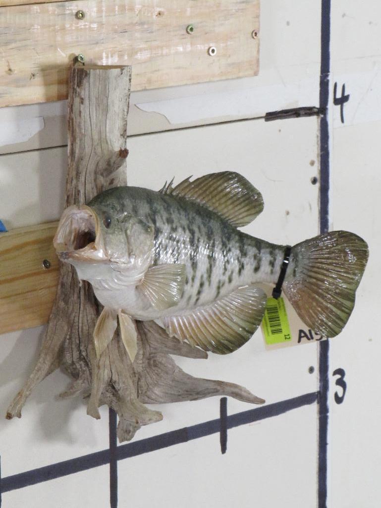 Real Skin Crappie on Natural Wood TAXIDERMY