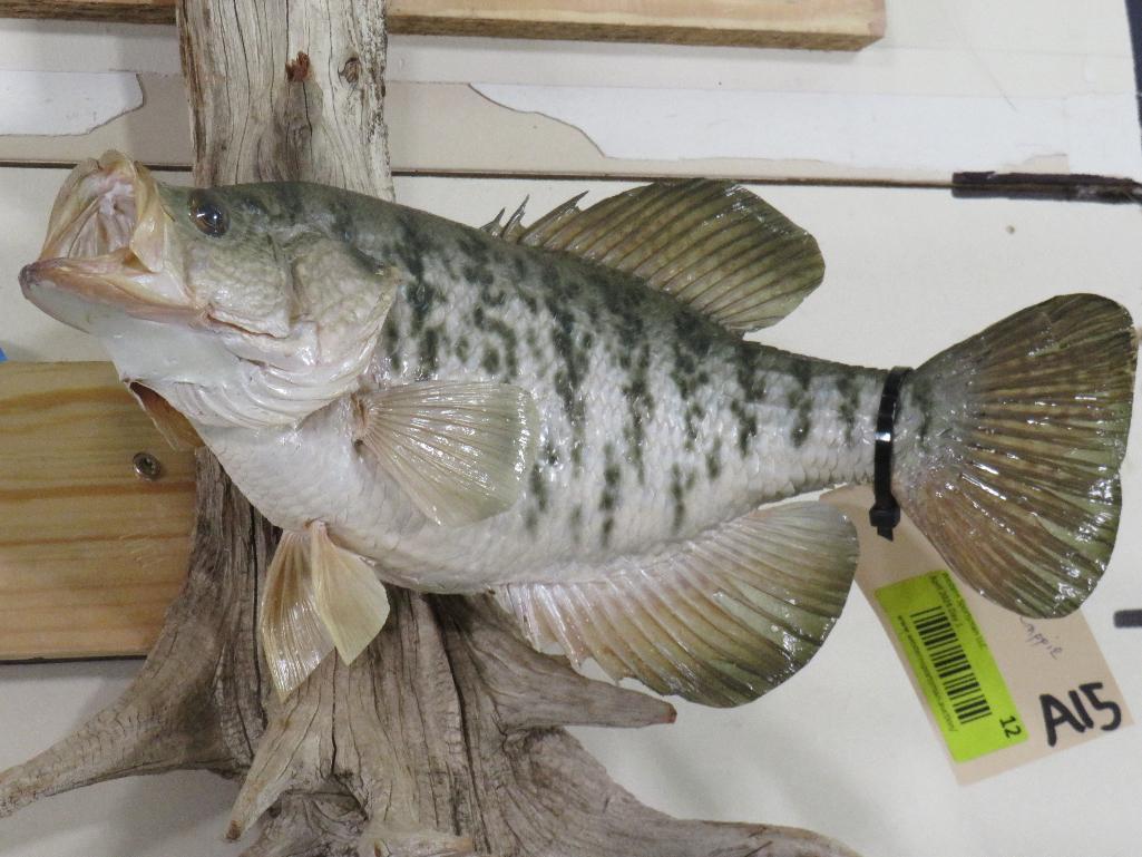 Real Skin Crappie on Natural Wood TAXIDERMY