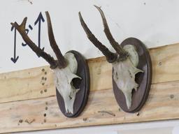 2 Roe Deer Euros on Plaques (ONE$) TAXIDERMY