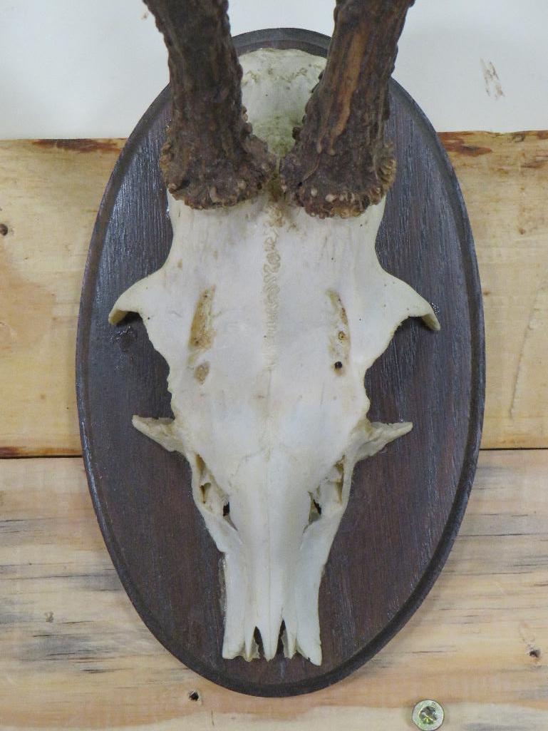 2 Roe Deer Euros on Plaques (ONE$) TAXIDERMY