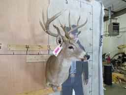 11 Pt Whitetail Sh Mt TAXIDERMY