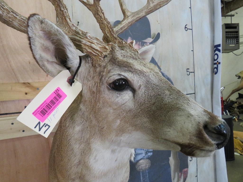 11 Pt Whitetail Sh Mt TAXIDERMY