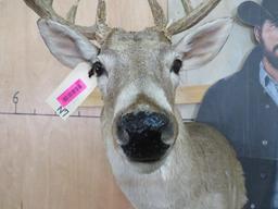 11 Pt Whitetail Sh Mt TAXIDERMY