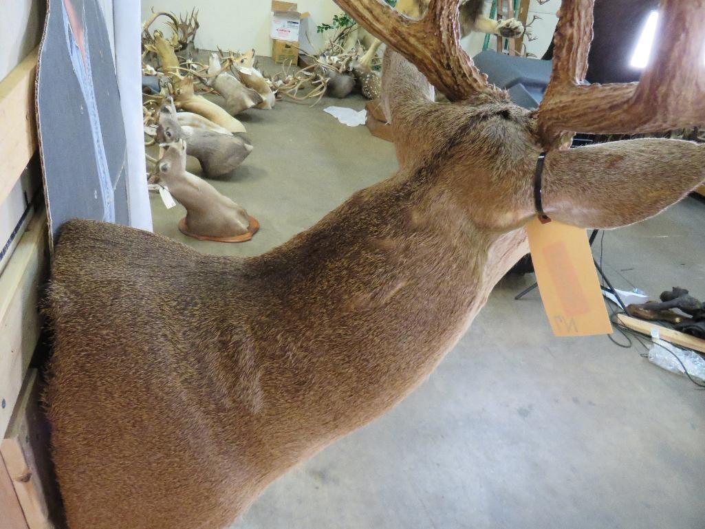 11 Pt Whitetail Sh Mt TAXIDERMY