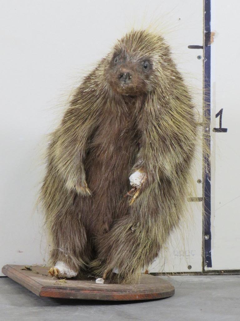 Vintage/Rough Lifesize North American Porcupine TAXIDERMY