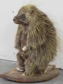 Vintage/Rough Lifesize North American Porcupine TAXIDERMY