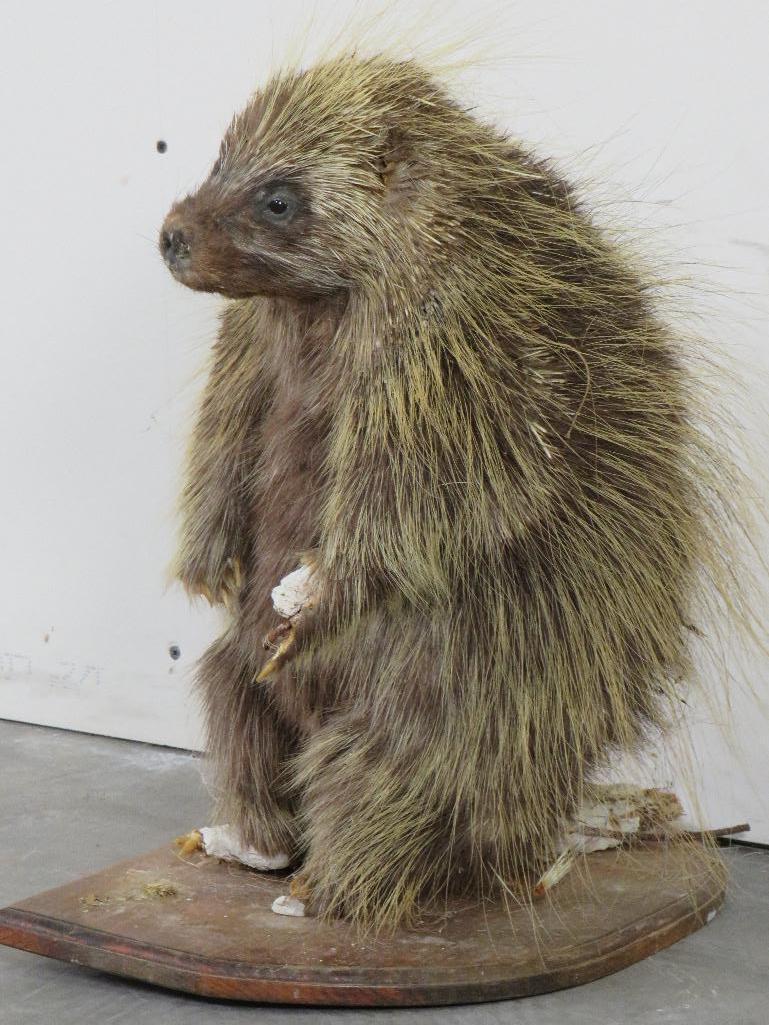 Vintage/Rough Lifesize North American Porcupine TAXIDERMY