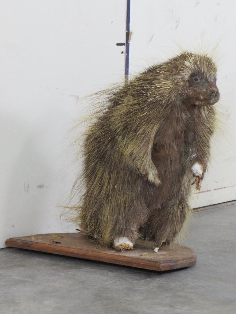 Vintage/Rough Lifesize North American Porcupine TAXIDERMY