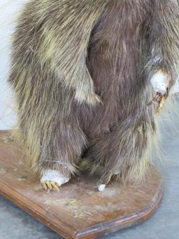 Vintage/Rough Lifesize North American Porcupine TAXIDERMY