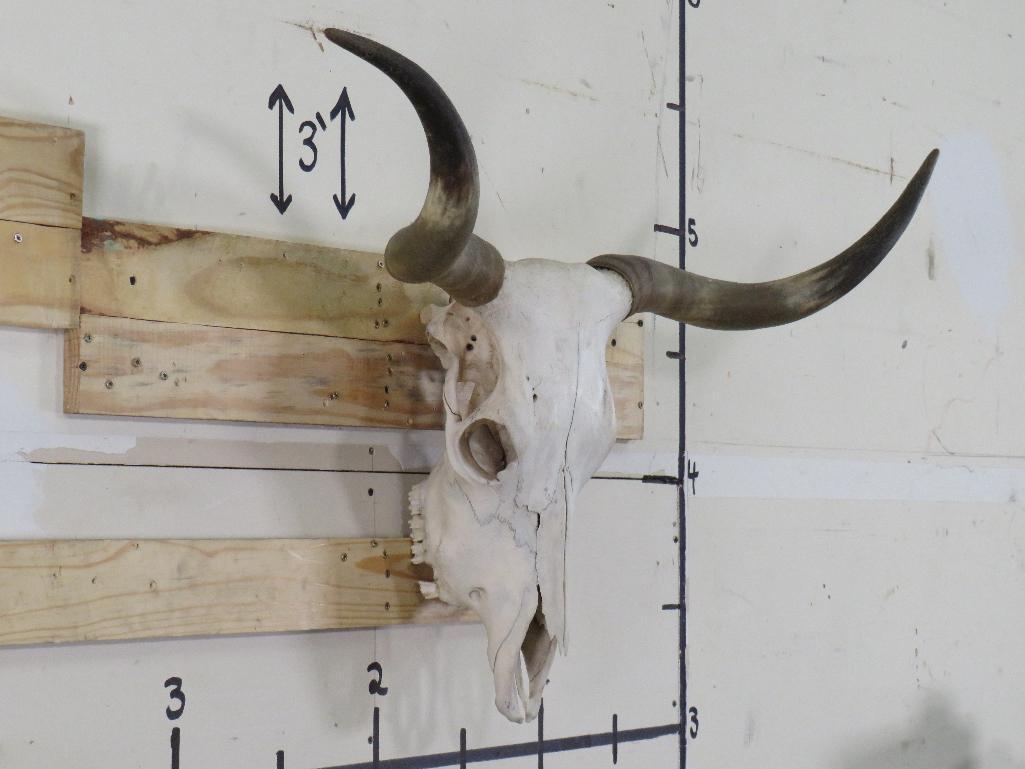 Natural Longhorn Skull 40 34/4" Spread TAXIDERMY